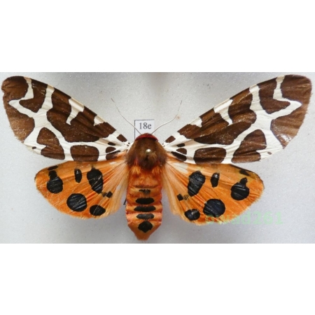 Arctia caja (Linnaeus, 1758) female Poland18e